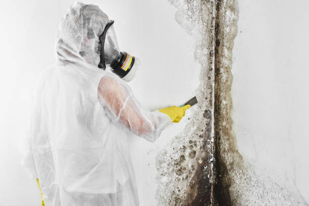 Best Mold Cleaning Services  in Kihei, HI