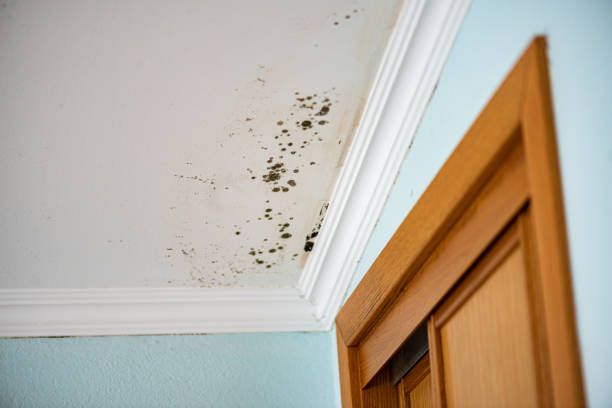 Office Mold Removal Services in Kihei, HI