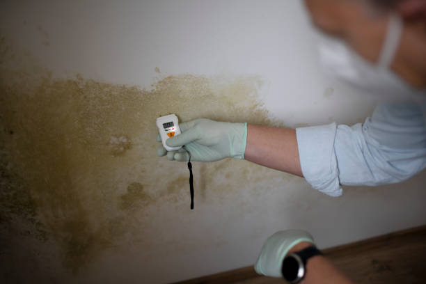 Best Residential Mold Removal  in Kihei, HI