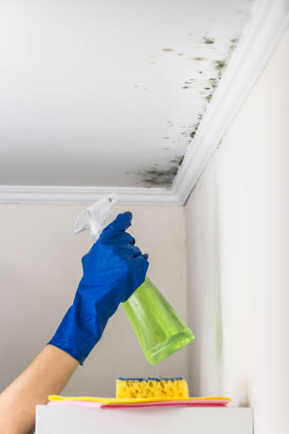 Best Crawl Space Mold Removal  in Kihei, HI