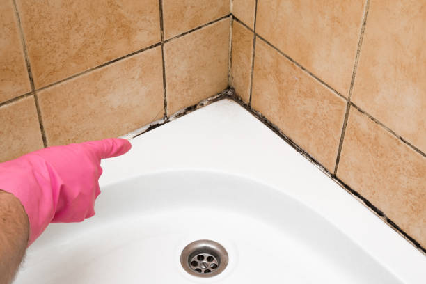 Best Black Mold Removal  in Kihei, HI